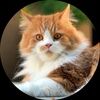 hausofmeow